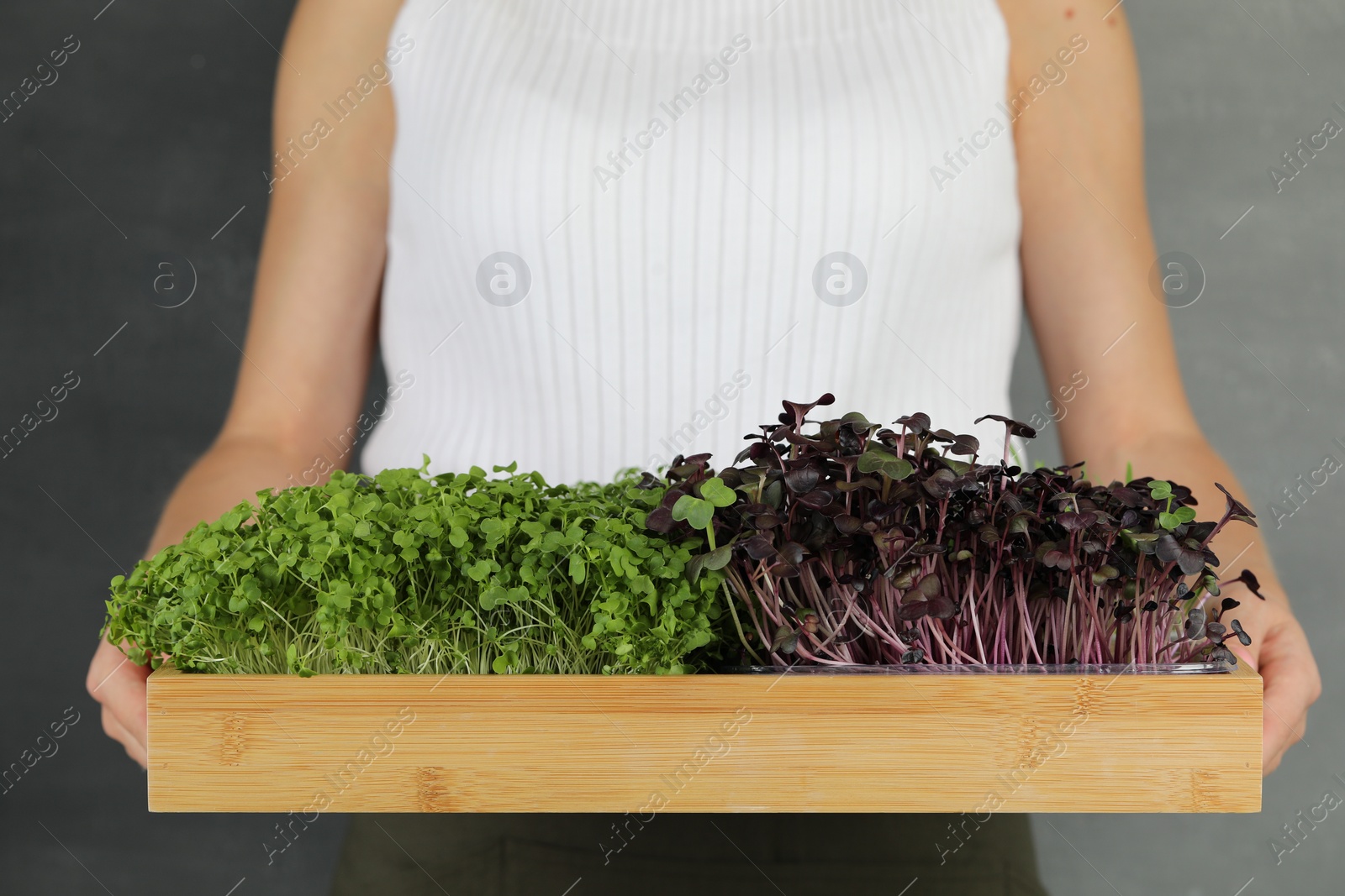 Photo of Woman with wooden crate of different fresh microgreens on grey background, closeup