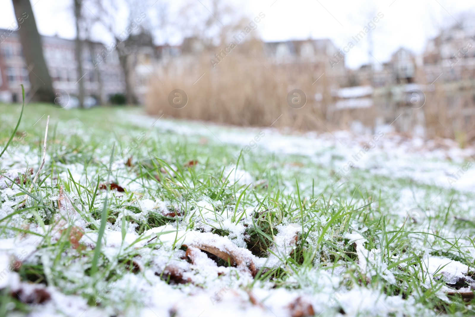 Photo of Green grass covered with snow on winter day, closeup