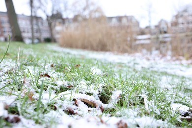 Green grass covered with snow on winter day, closeup