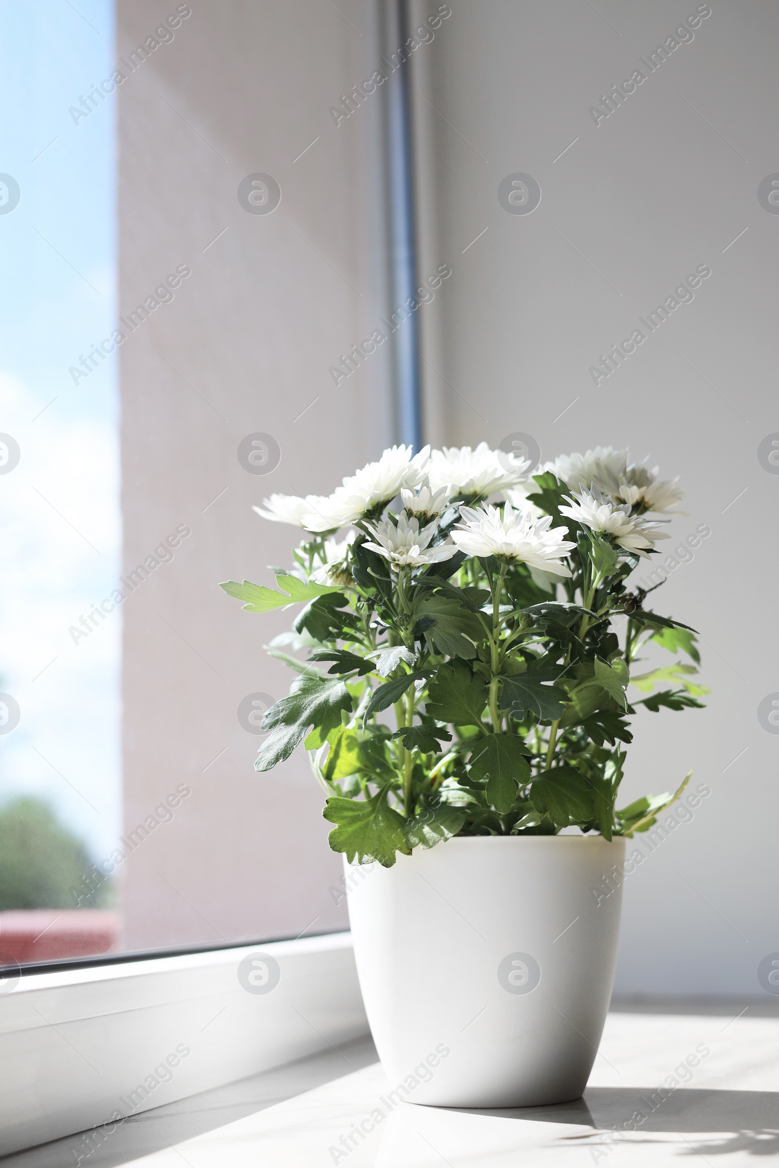 Photo of Beautiful potted chrysanthemum flowers on white window sill indoors