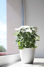 Photo of Beautiful potted chrysanthemum flowers on white window sill indoors