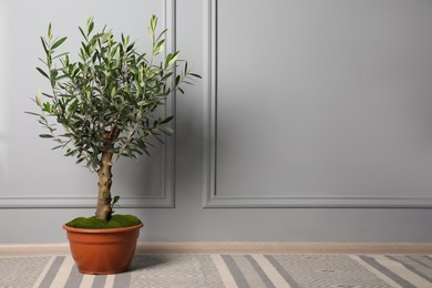Photo of Olive tree in pot on floor near light grey wall in room, space for text. Interior element