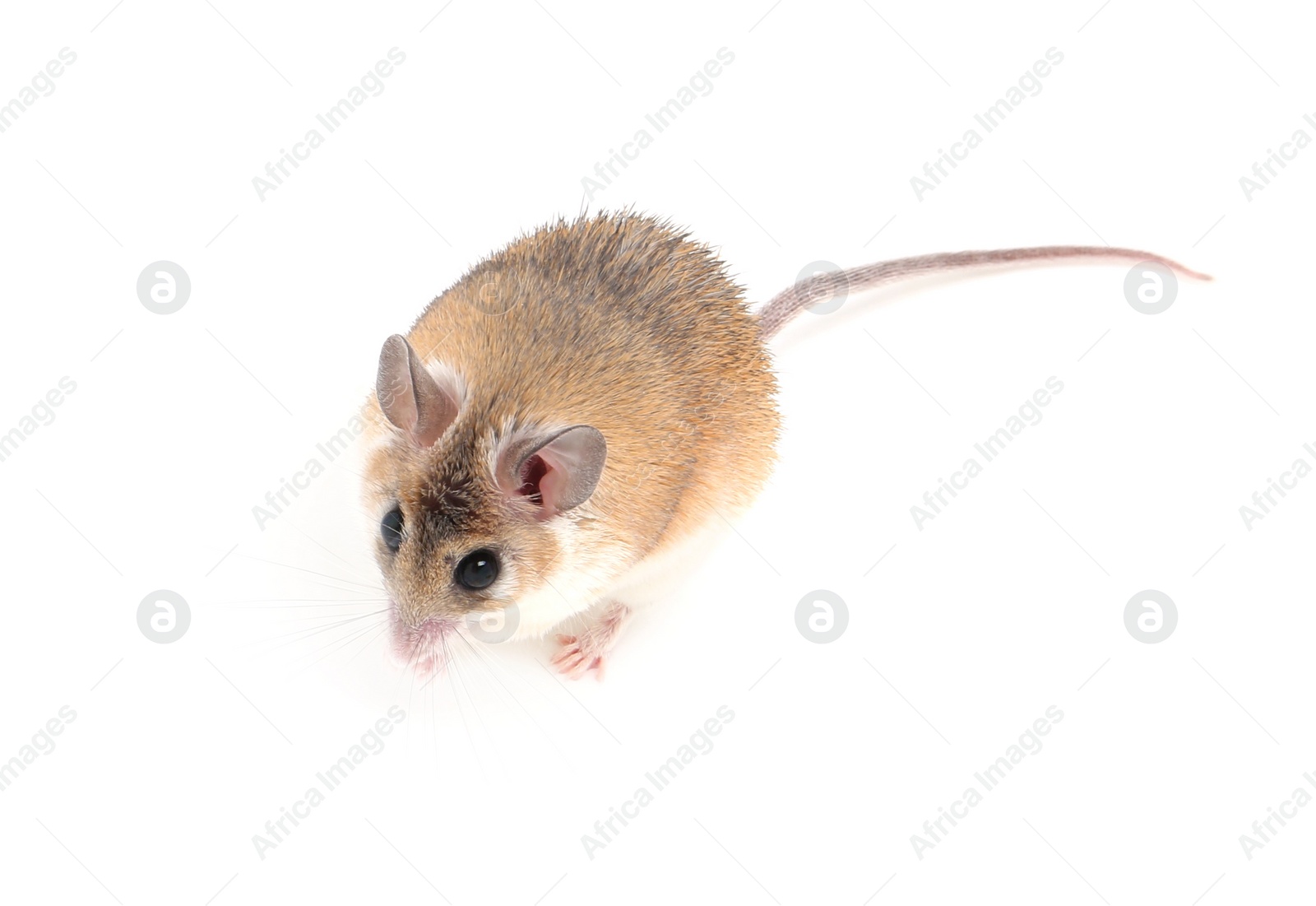 Photo of Small cute spiny mouse on white background