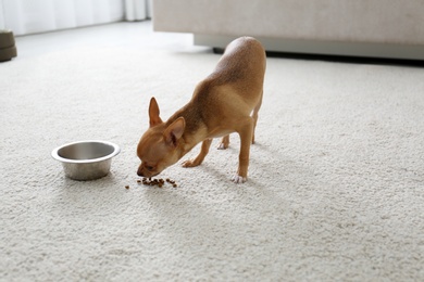 Photo of Adorable Chihuahua dog near feeding bowl on carpet indoors