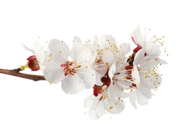 Branch with beautiful fresh spring flowers on white background