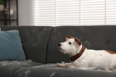 Photo of Cute dog lying on sofa with pet hair at home