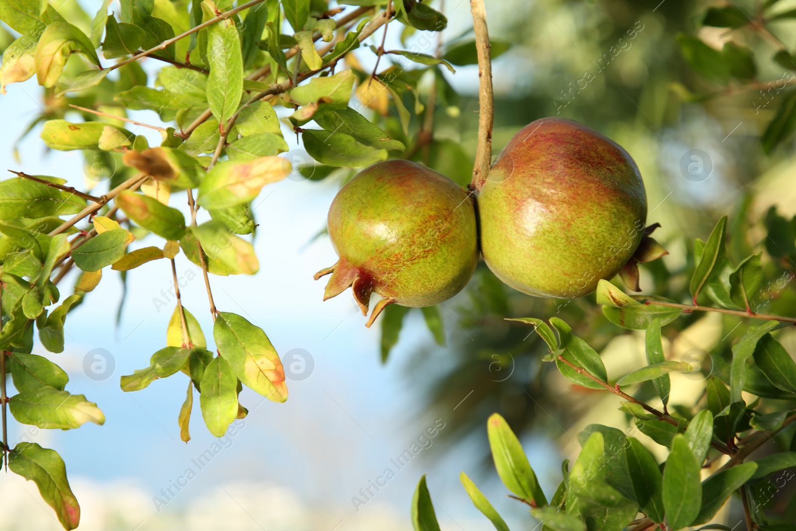 Photo of Pomegranates on tree branch in garden outdoors