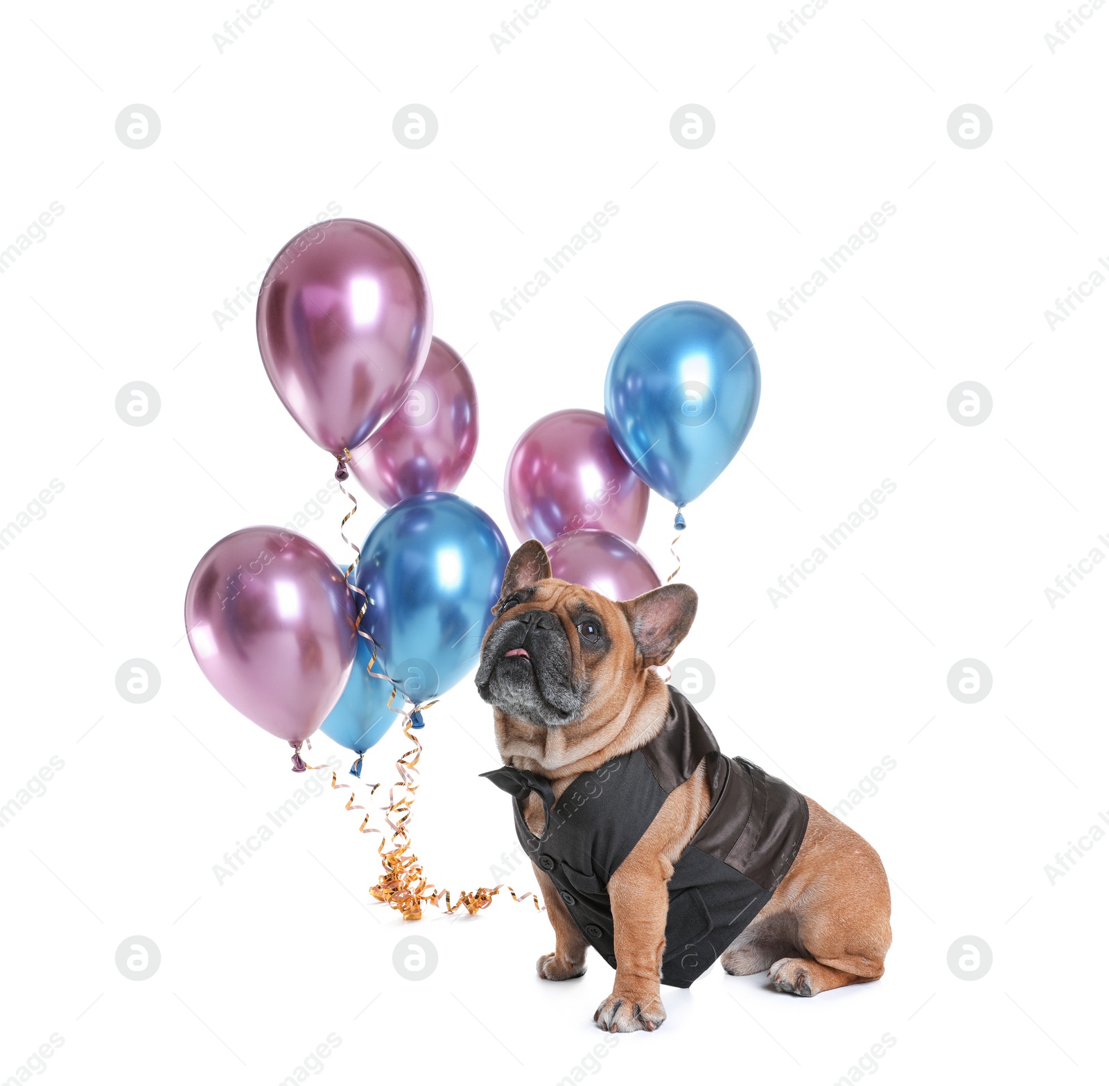 Photo of Funny French bulldog in elegant vest with balloons on white background