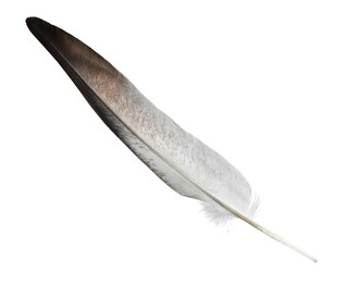 Photo of Beautiful grey bird feather isolated on white