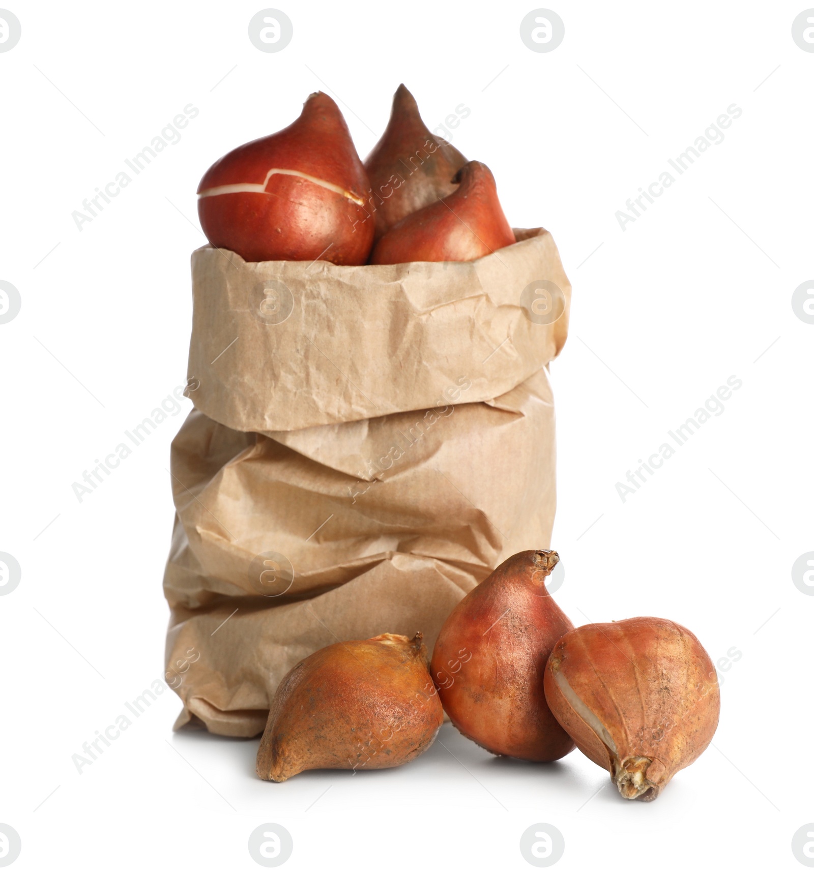 Photo of Tulip bulbs in paper bag on white background