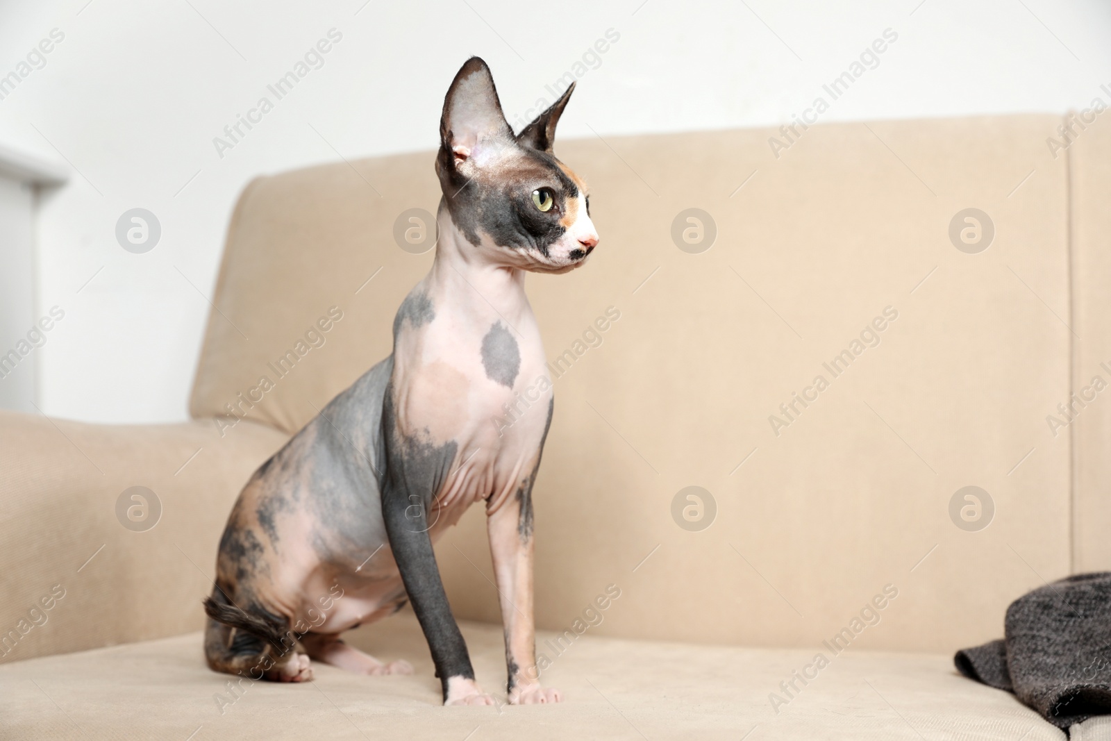 Photo of Cute sphynx cat on sofa indoors. Friendly pet