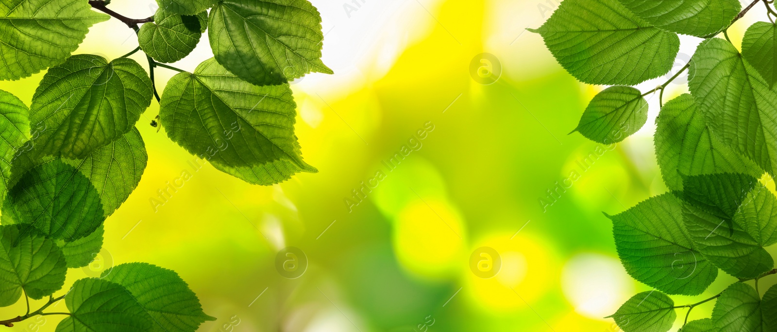 Image of Tree branches with green leaves on sunny day. Banner design