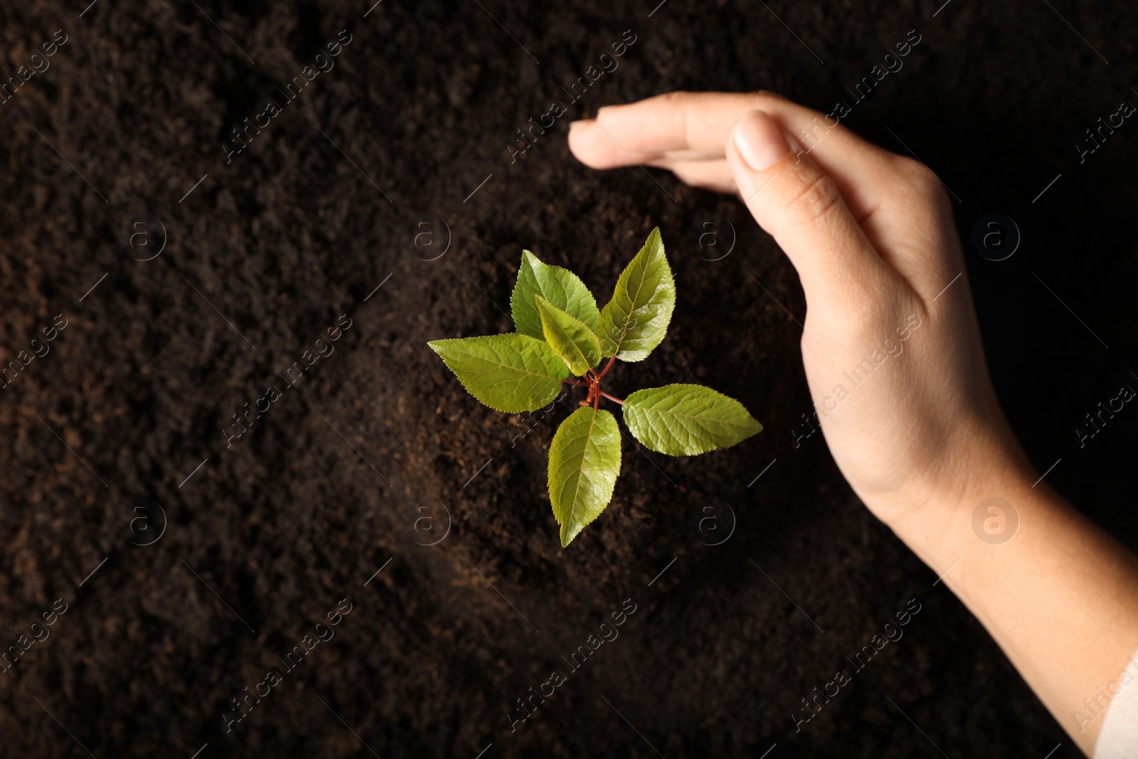 Photo of Woman planting young tree in soil, top view