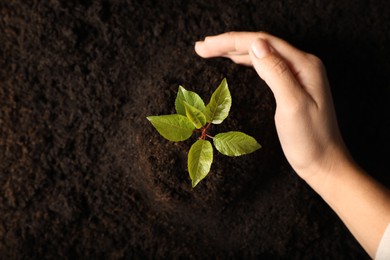 Woman planting young tree in soil, top view