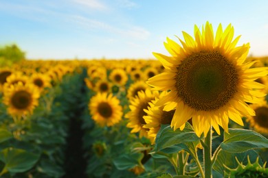 Photo of Beautiful blooming sunflower in field under sky on summer day. Space for text
