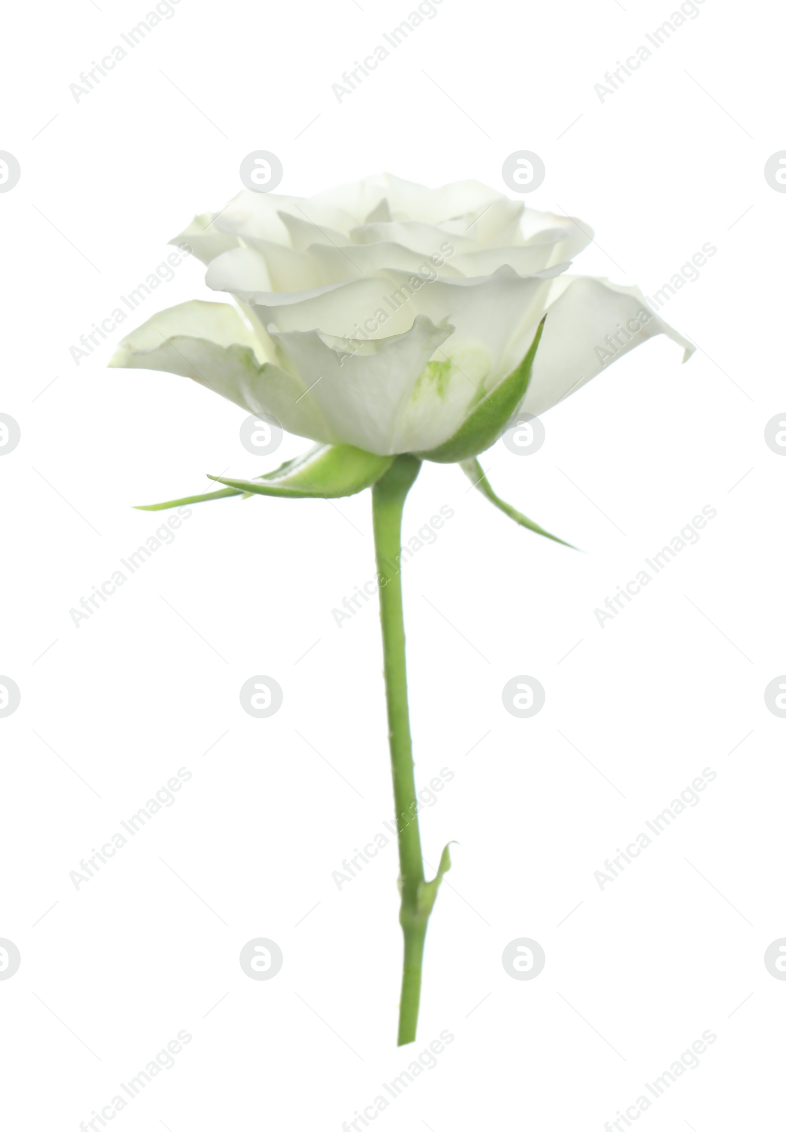 Photo of Beautiful rose with tender petals isolated on white