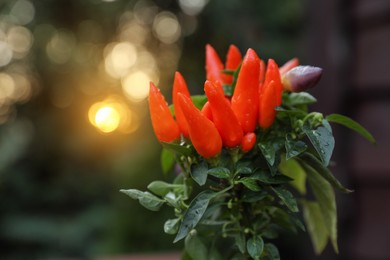 Photo of Capsicum Annuum plant. Potted rainbow multicolor chili peppers outdoors against blurred background. Space for text