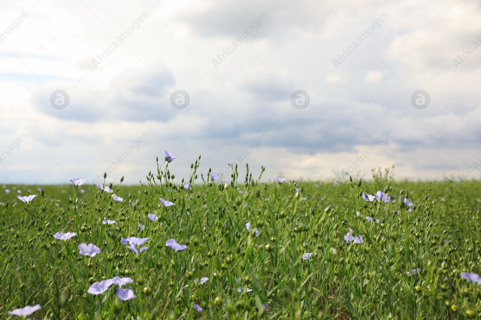 Photo of Picturesque view of beautiful blooming flax field