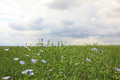 Photo of Picturesque view of beautiful blooming flax field