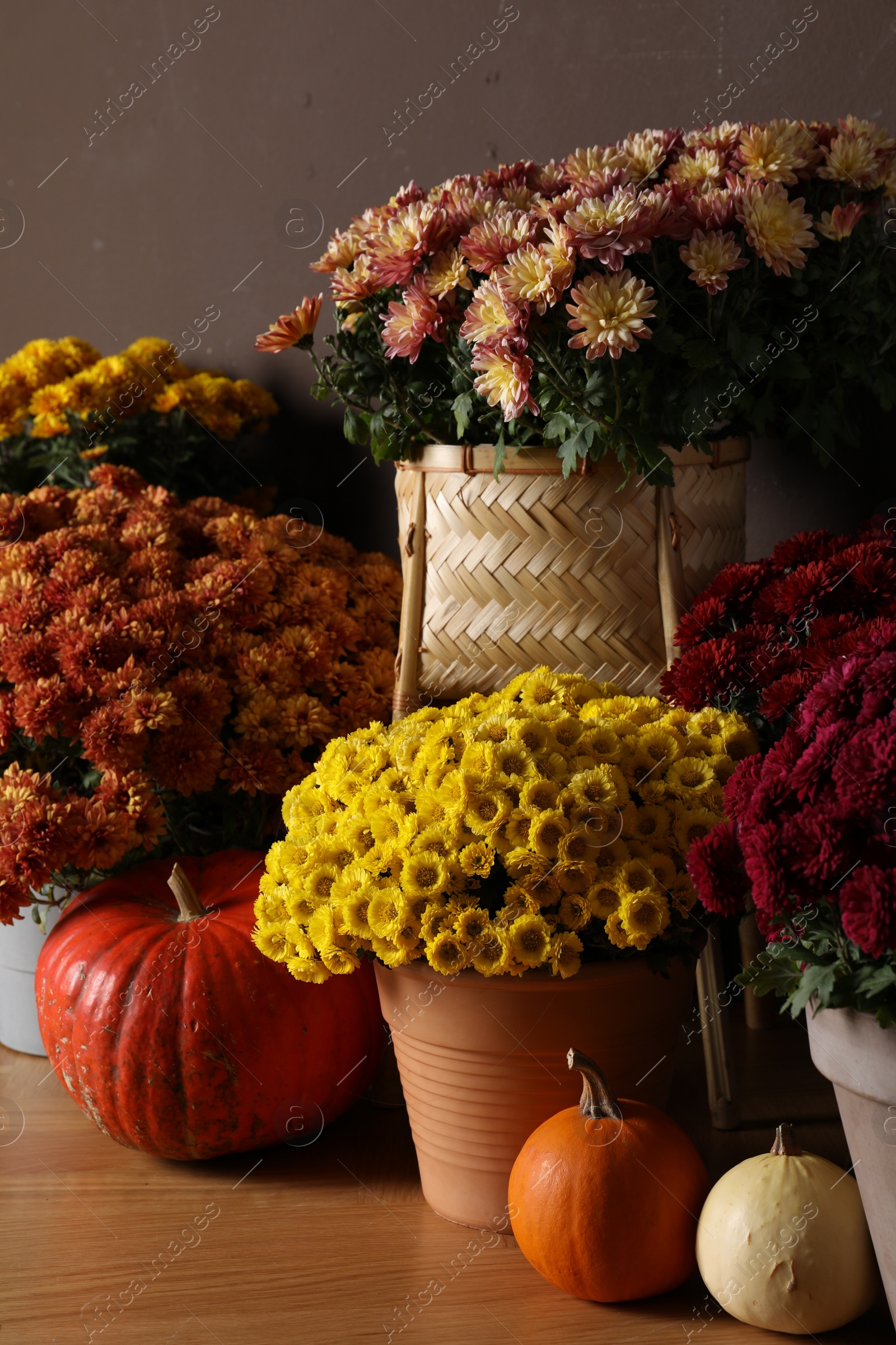 Photo of Beautiful fresh chrysanthemum flowers and pumpkins near brown wall