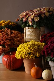 Photo of Beautiful fresh chrysanthemum flowers and pumpkins near brown wall