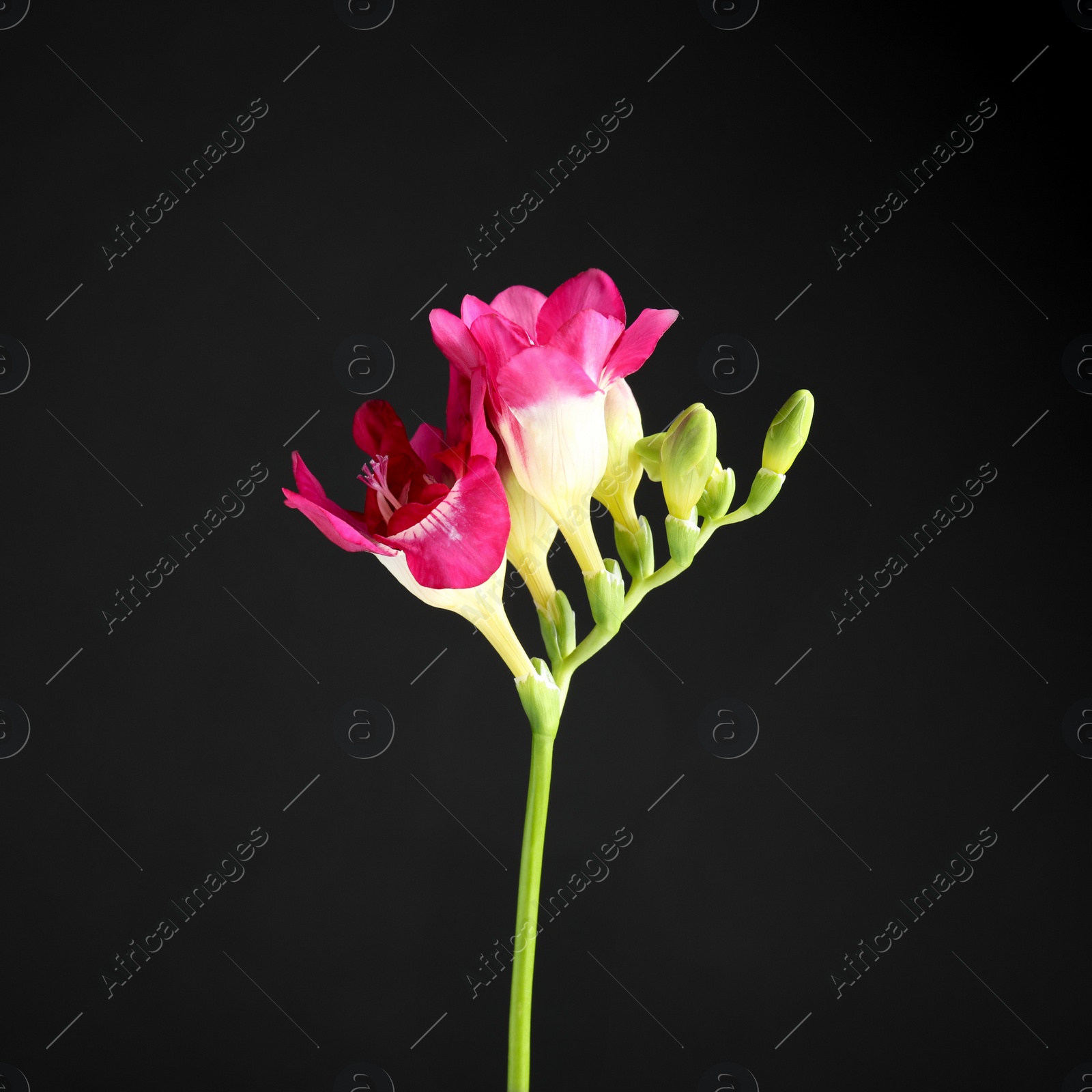 Photo of Beautiful bright freesia flower on dark background