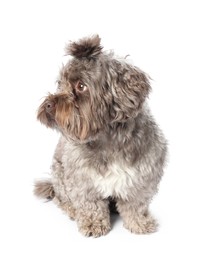 Photo of Cute Maltipoo dog on white background. Lovely pet