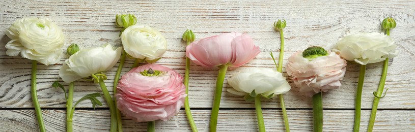 Beautiful ranunculus flowers on white wooden table, top view. Banner design