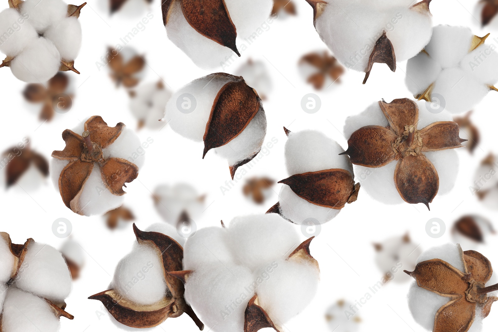 Image of Beautiful cotton flowers falling on white background