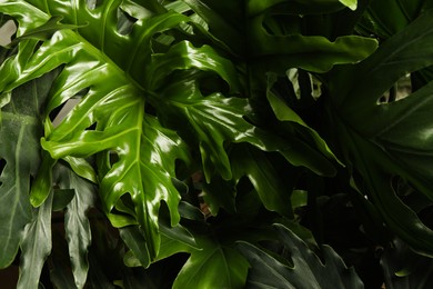 Photo of Monstera with lush leaves, closeup. Tropical plant