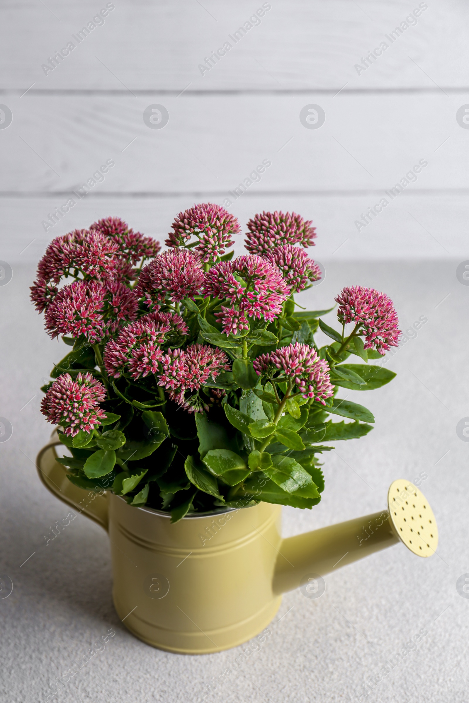 Photo of Beautiful bouquet of pink wildflowers in watering can on white table