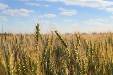 Photo of Beautiful agricultural field with ripening wheat, closeup