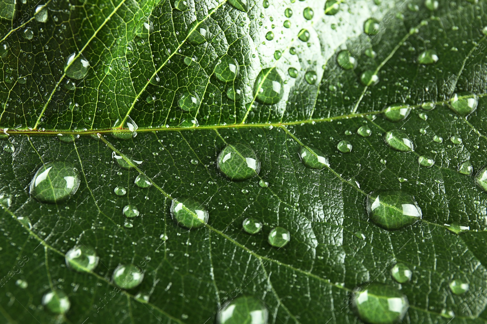 Photo of Beautiful green leaf with water drops, closeup