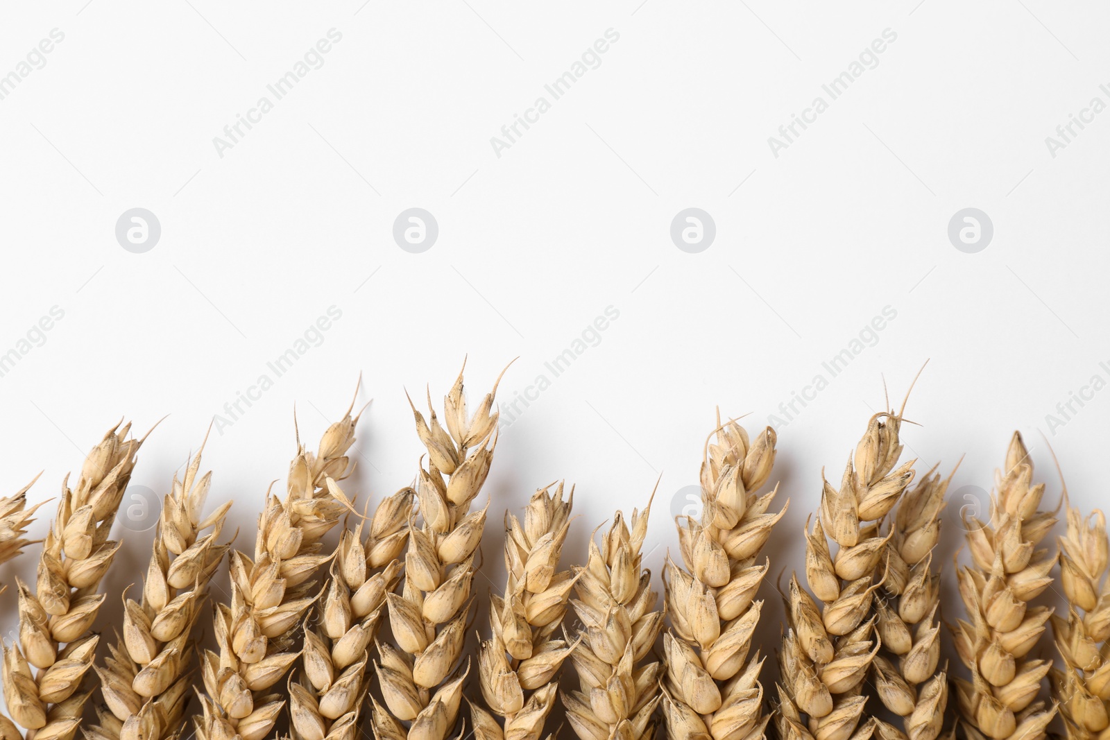 Photo of Ears of wheat on white background, flat lay. Space for text