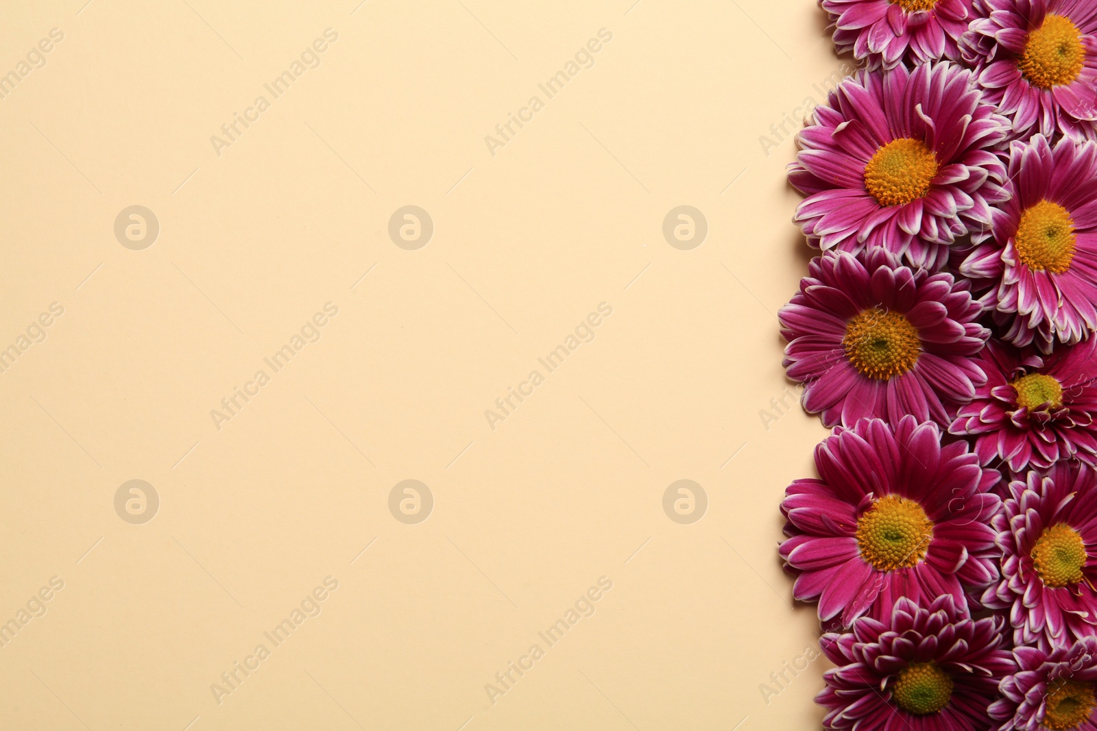 Photo of Beautiful chrysanthemum flowers on beige background, flat lay. Space for text