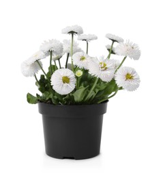 Beautiful blooming daisy flower in pot isolated on white
