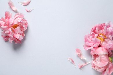 Photo of Beautiful pink peonies and petals on white background, flat lay. Space for text