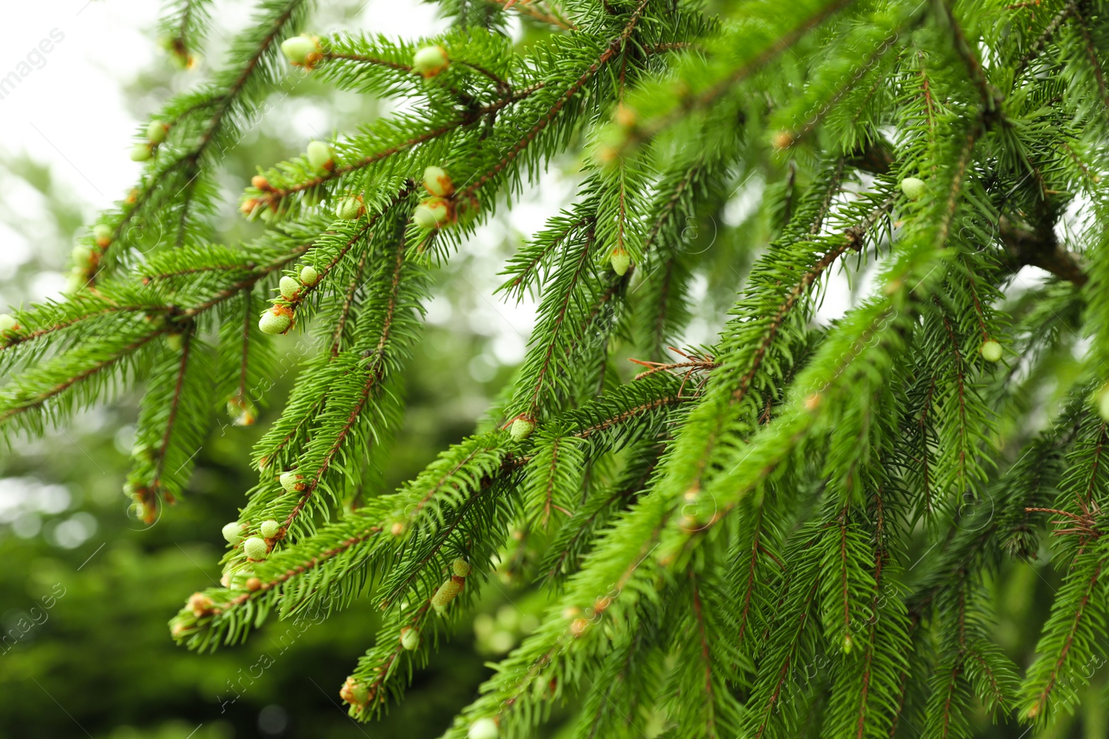 Photo of Green branches of beautiful conifer tree with small cones outdoors, closeup