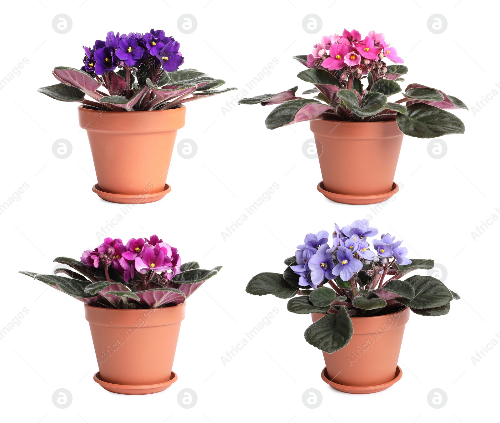 Image of Set with beautiful violet flowers on white background