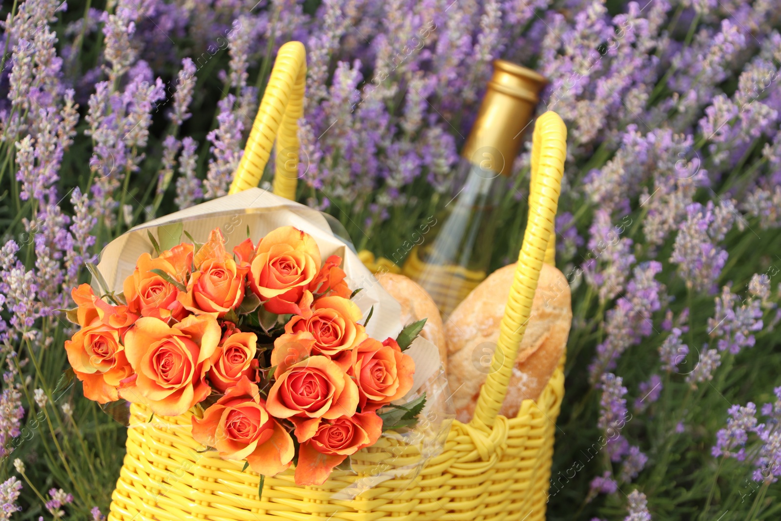 Photo of Yellow wicker bag with beautiful roses, bottle of wine and baguettes in lavender field, closeup