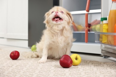 Photo of Cute Pekingese dog and scattered fruits near refrigerator in kitchen