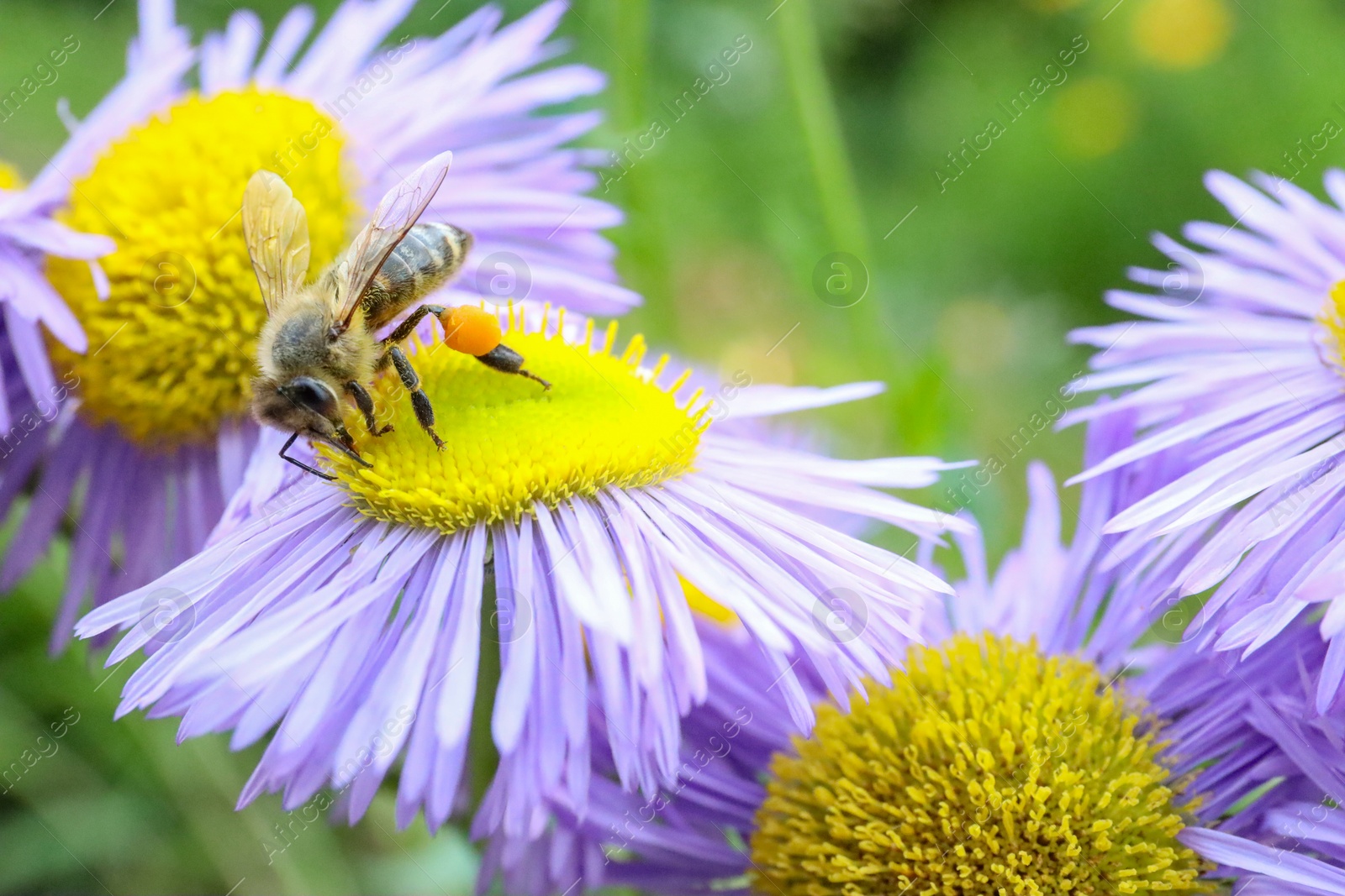 Photo of Honeybee collecting nectar from beautiful flower outdoors, closeup