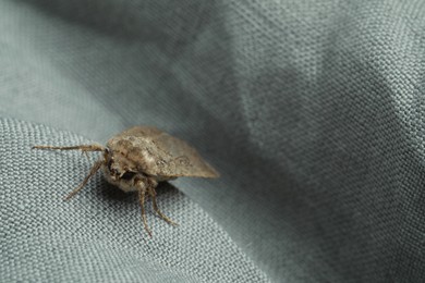 Photo of Paradrina clavipalpis moth on light grey cloth