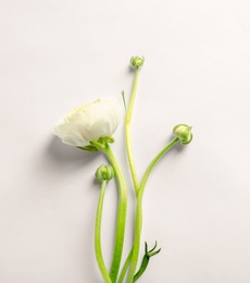 Photo of Beautiful ranunculus flower on white background