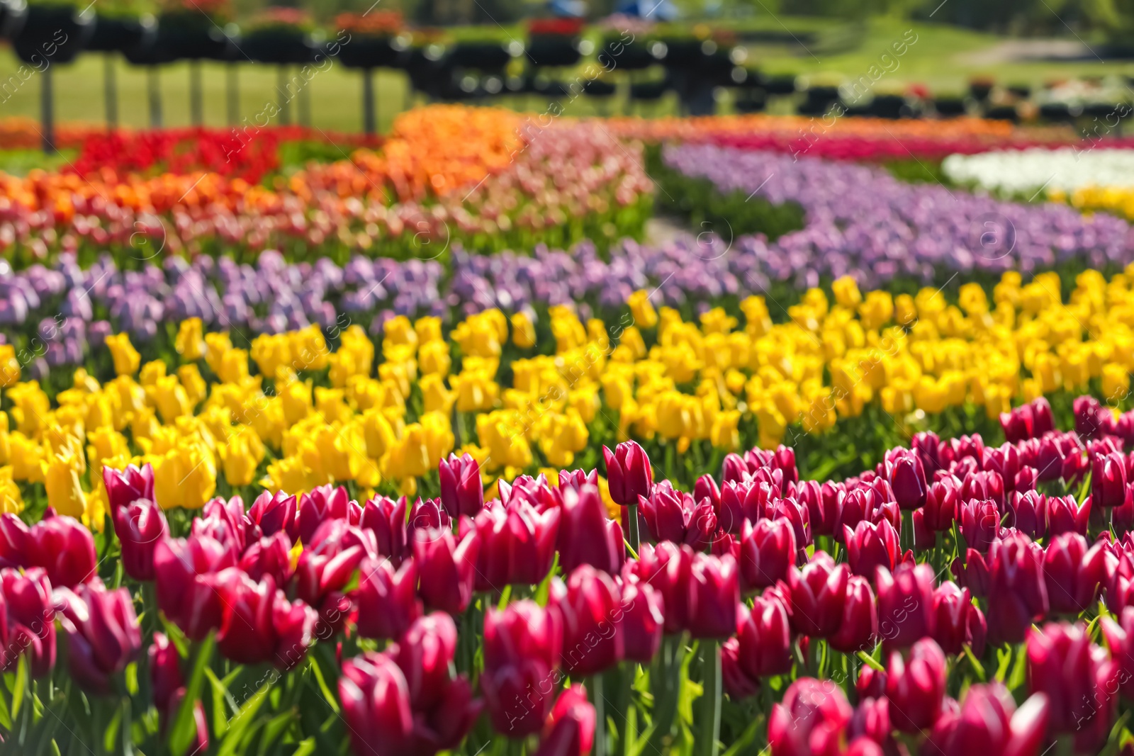 Photo of Beautiful view of field with blossoming tulips on sunny day