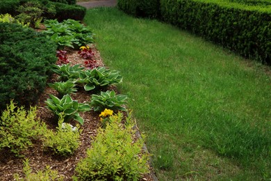 Many different beautiful plants outdoors. Gardening and landscaping