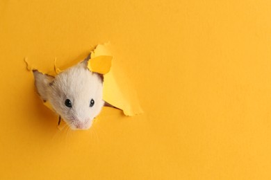 Photo of Cute little hamster looking out of hole in yellow paper. Space for text