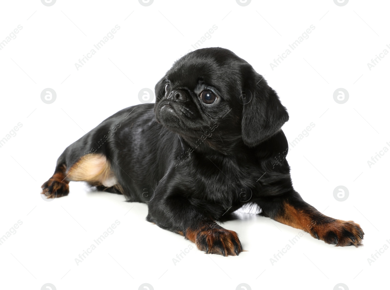 Photo of Adorable black Petit Brabancon dog lying on white background