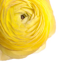 Photo of Beautiful fresh ranunculus flower on white background, closeup