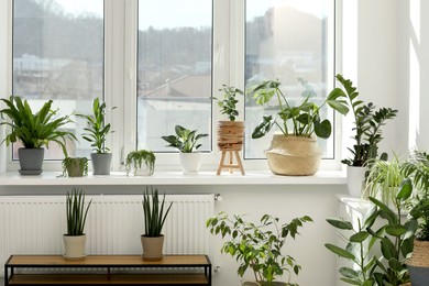 Many beautiful potted houseplants growing near window indoors